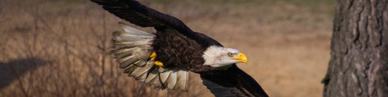 <h4>Wat is er te doen in het Safaripark?</h4>