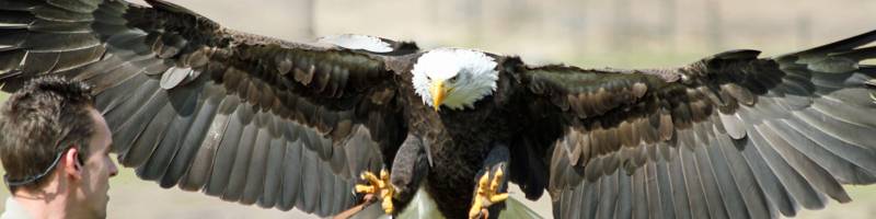 <h4>Wat is er te doen in het Safaripark?</h4>