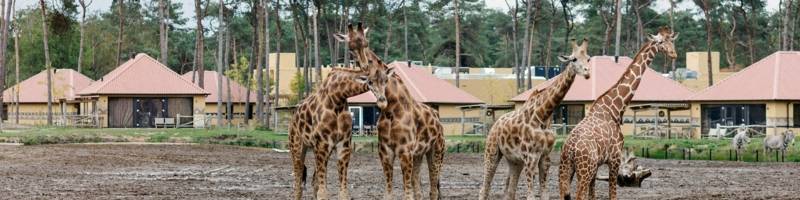 <h3>Übernachten Sie zwischen wilden Tieren</h3>
