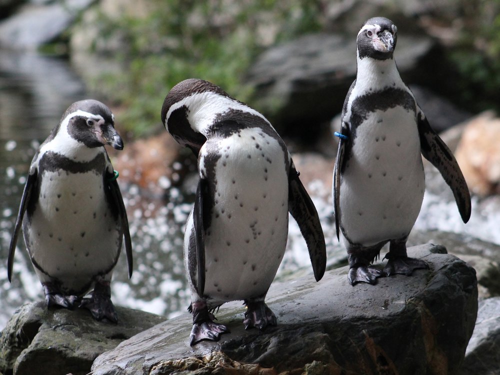 zuiverheid Discriminerend stilte Pinguïn | Alle informatie | Beekse Bergen