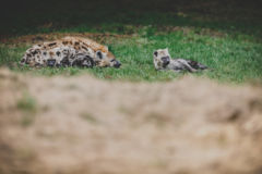 Image of Hyena