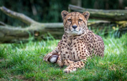 Image of Cheeta