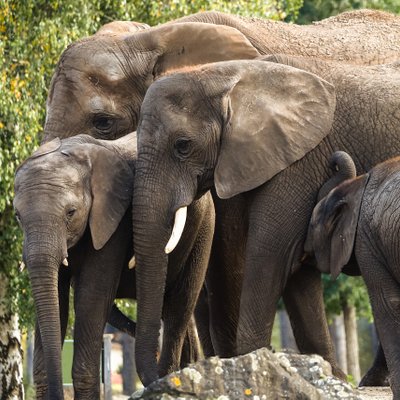 Olifanten Updates Olifantenvallei I Safaripark Beekse Bergen