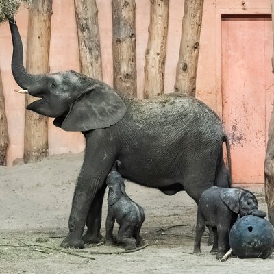 beekse_bergen_safaripark_olifanten_jong_twee_moeder_vierkant.jpg