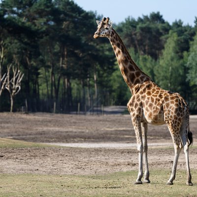 giraffe-natuur-safaripark-beekse-bergen.jpg