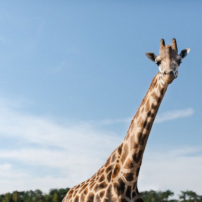 <h4>Partez en safari au C&OElig;UR de notre magnifique nature</h4>