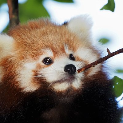 <h4>Bijzondere dieren</h4>