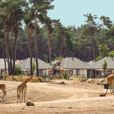 safari-resort-giraffen-3.jpg