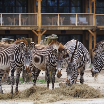 safari_hotel_wongo_savanne_zebra.jpg