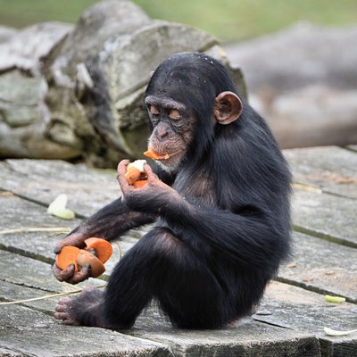 <h4>Horaires des nourrissages</h4>