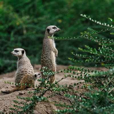 <h4>Bijzondere dieren</h4>