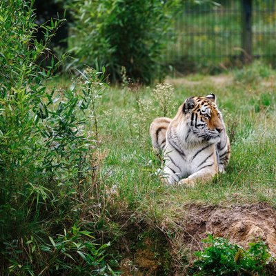 <h4>Overnacht met 25% korting of meer tijdens de Tijgerweken</h4>