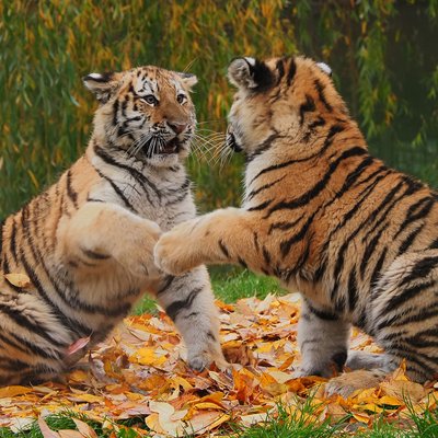 <h4>Altijd op de hoogte</h4>