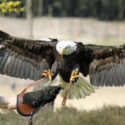 <h4>Maak kennis met de heersers van de lucht</h4>