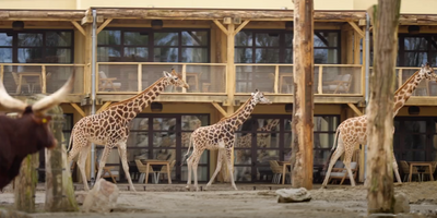 bb_safari_hotel_rooms_suites_savanne_giraffe.png