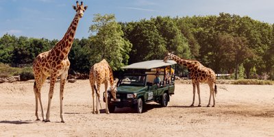giraf_safari_auto_ranger__beekse_bergen.jpg