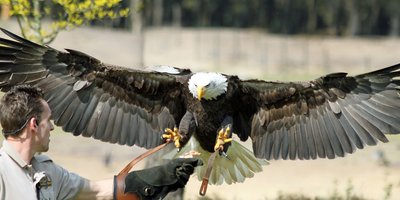 <h4>Raubvogel-Safari</h4>