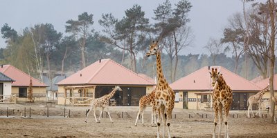 <h4>Overnachten in Beekse Bergen</h4>
