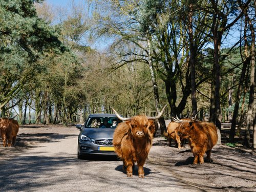 auto safari holland