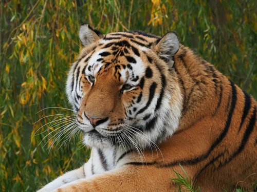 Tijger | Alle informatie | Beekse Bergen