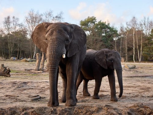 Olifanten Updates I Volg De Dracht I Safaripark Beekse Bergen