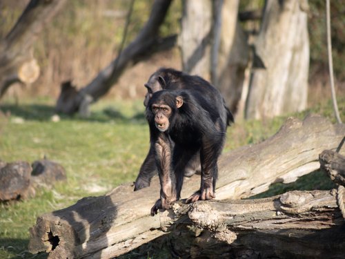 Chimpansee | Alle informatie | Beekse Bergen