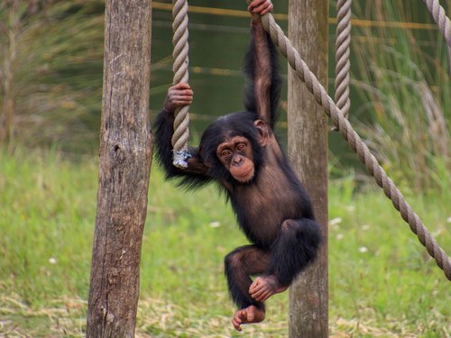 Chimpansee | Alle informatie | Beekse Bergen