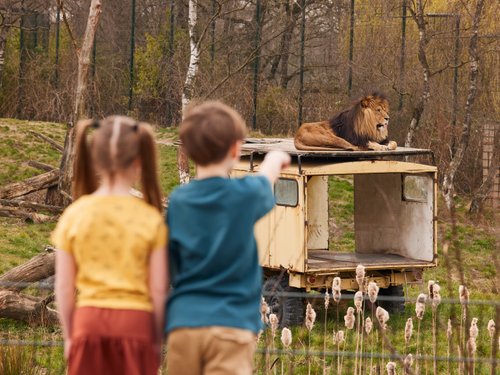 beekse_bergen_safaripark_leeuwen_jeep_kinderen_wijzen.jpg