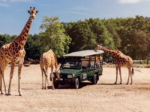 beekse_bergen_safaripark_zomercampagne_gamedrive_giraffen-2.jpg