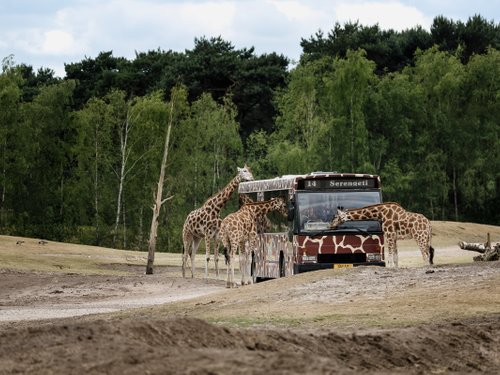 <h4>Safari en autocar</h4>