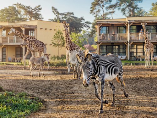 safari_hotel_beekse_bergen_vlakte_zebra.jpg