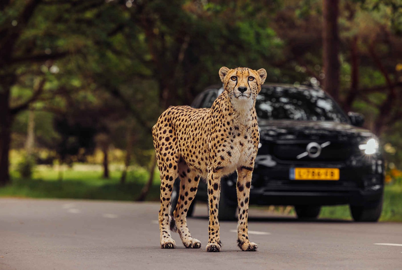 Car safari | On safari in your own car | Beekse Bergen