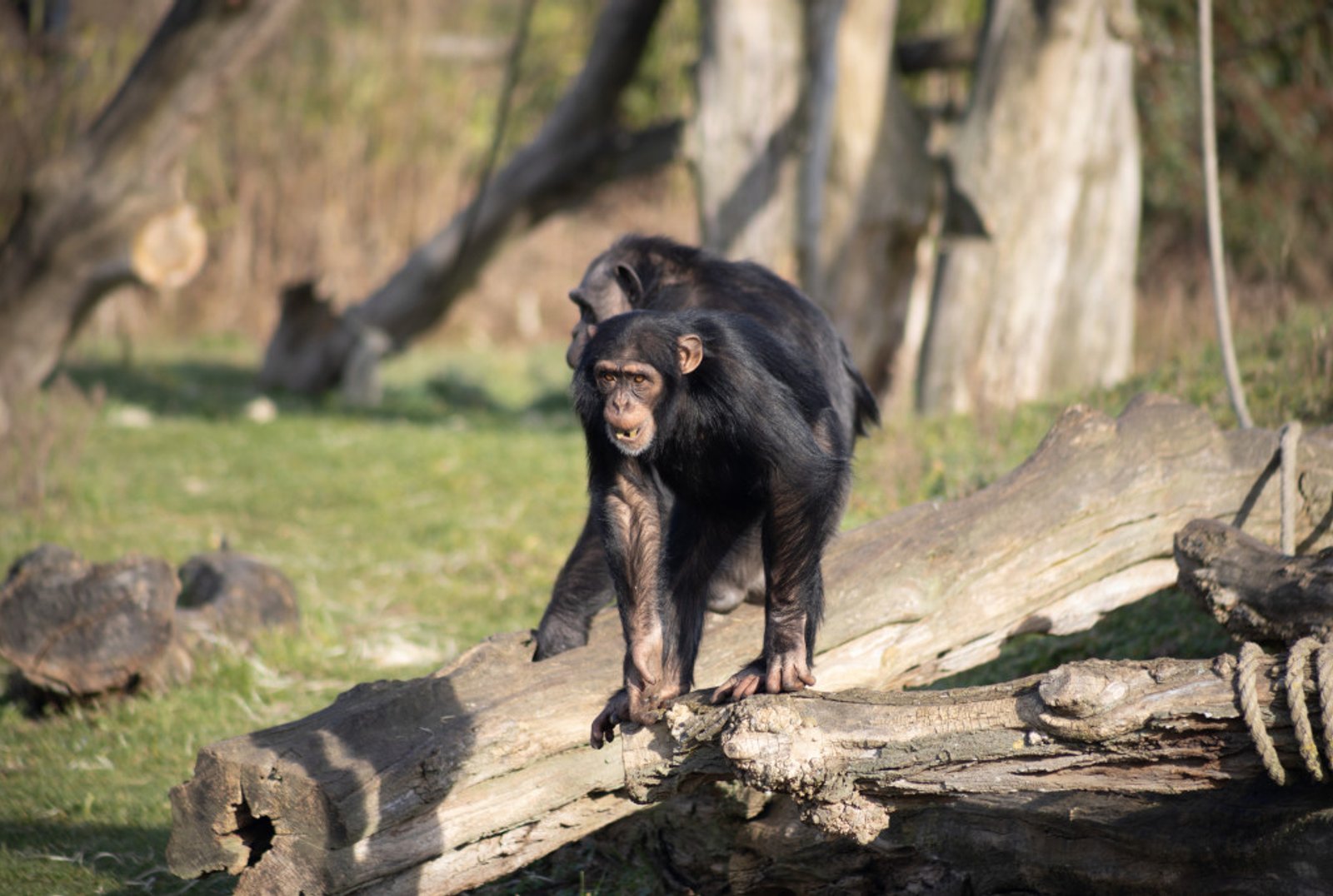 Chimpansee | Alle Informatie | Beekse Bergen