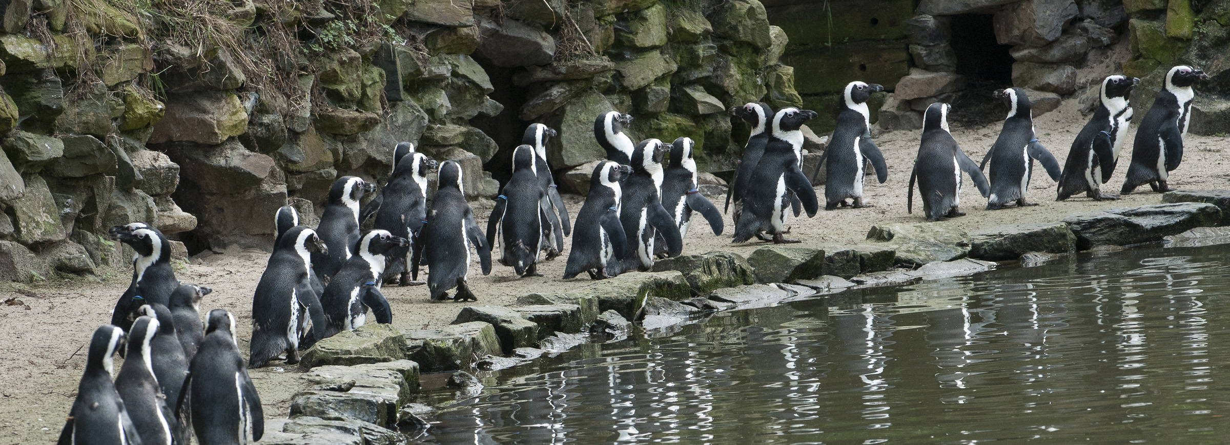 Op de grond Doordringen Op en neer gaan Pinguïn | Alle informatie | Beekse Bergen