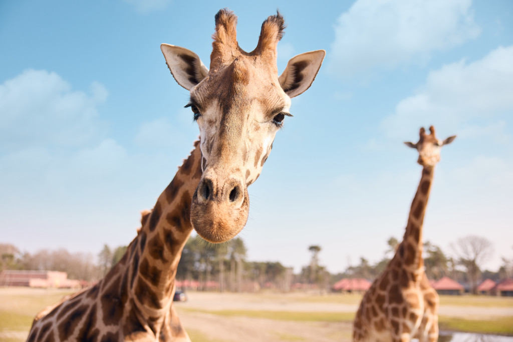 beekse_bergen_giraffe_dieren_buiten_gamedrive_safari.jpg