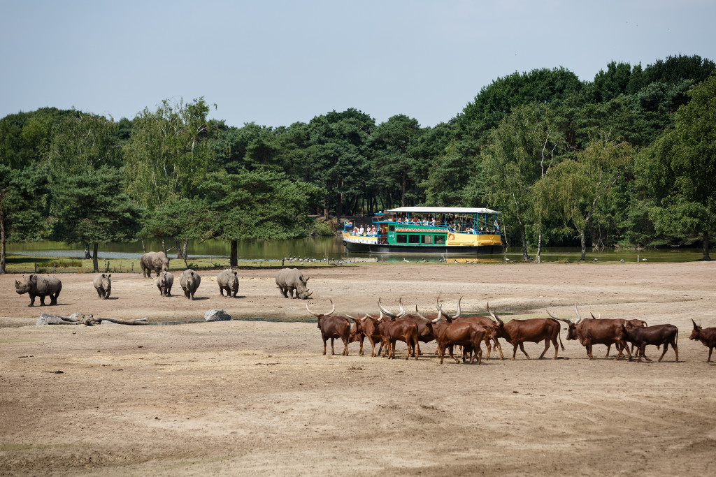 Auf Safari Auge In Auge Mit Wilden Tieren Beekse Bergen