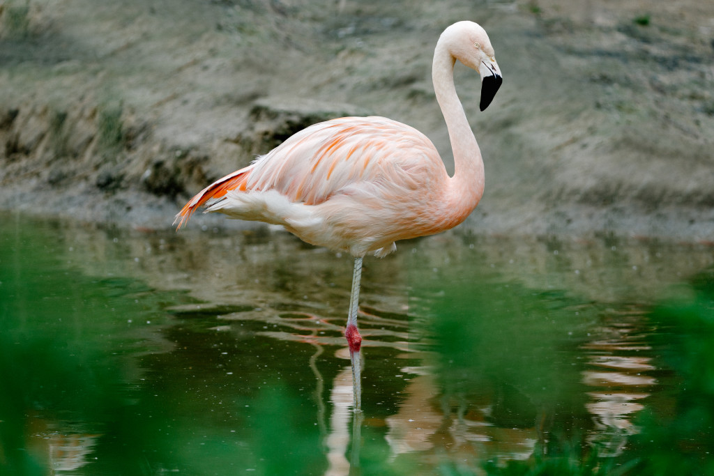 Welkom De kamer schoonmaken diagonaal Flamingo | Alle informatie | Beekse Bergen