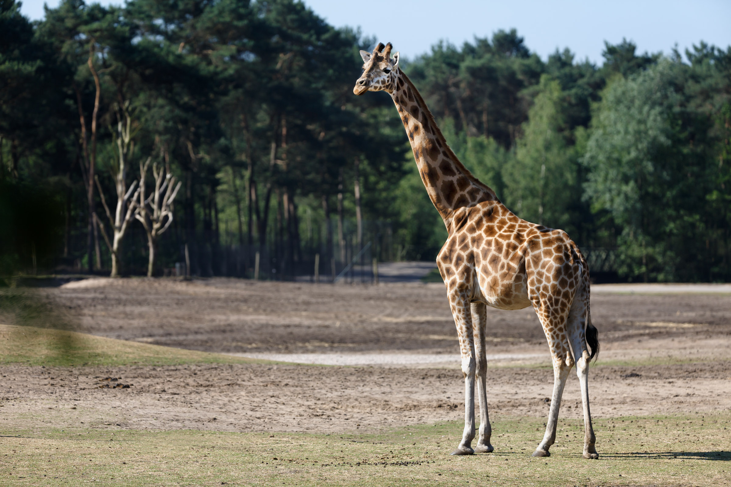 On safari | Face-to-face with wild animals | Beekse Bergen