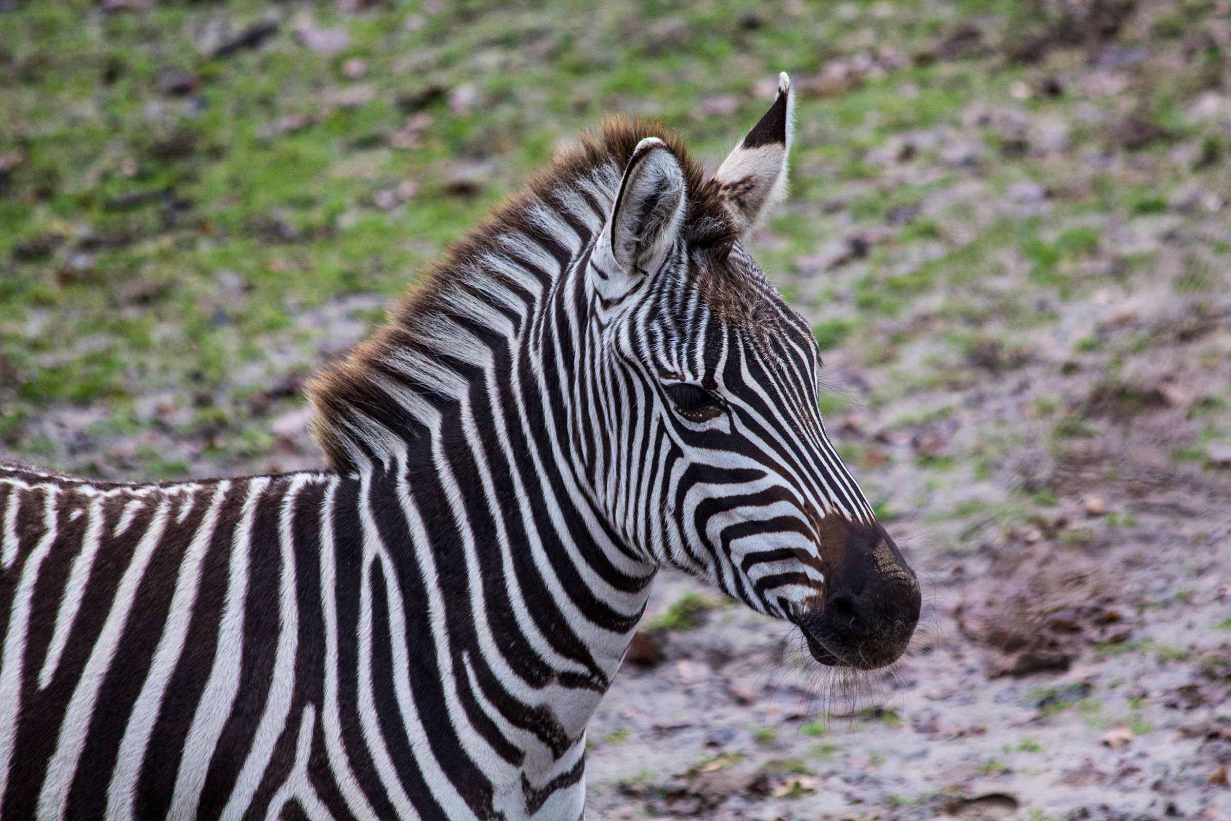 rijm cijfer Fascineren Zebra | Alle informatie | Beekse Bergen