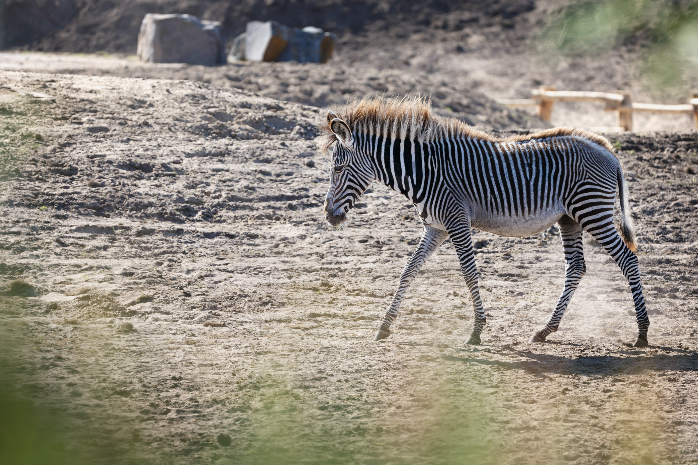 rijm cijfer Fascineren Zebra | Alle informatie | Beekse Bergen