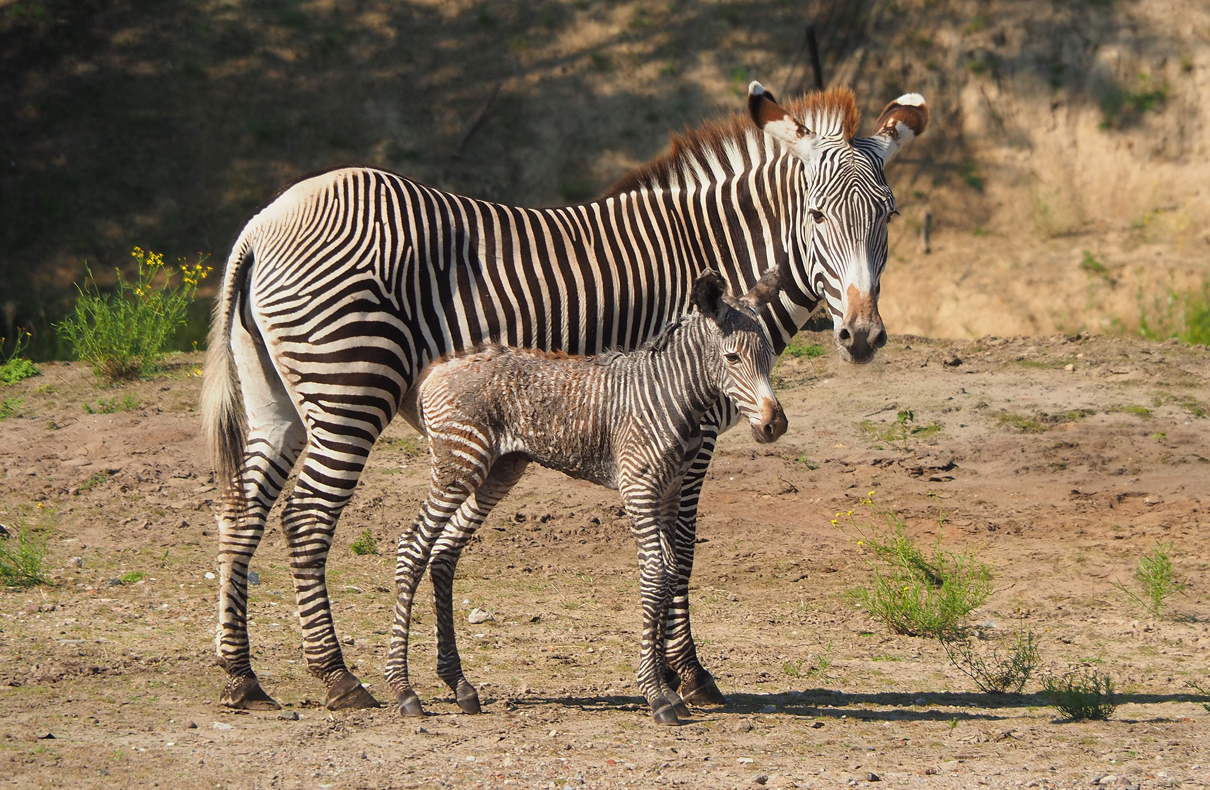 Grévy zebra geboren Safaripark Beekse