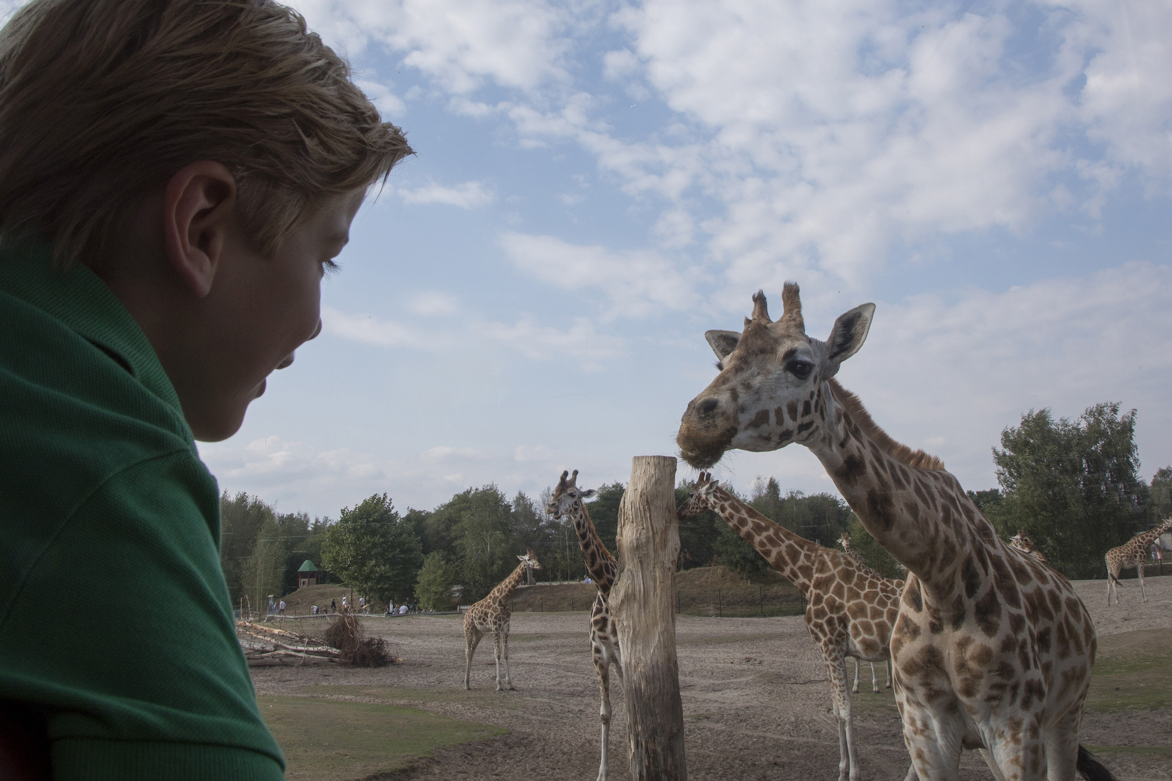 Op Safari Oog In Oog Met Wilde Dieren Beekse Bergen