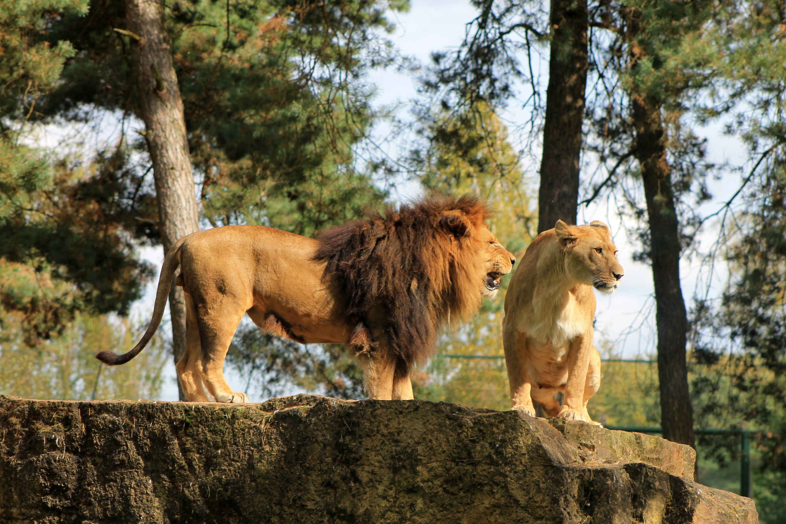 [Image: leeuwen-rots-safaripark-beekse-bergen-2.jpg]