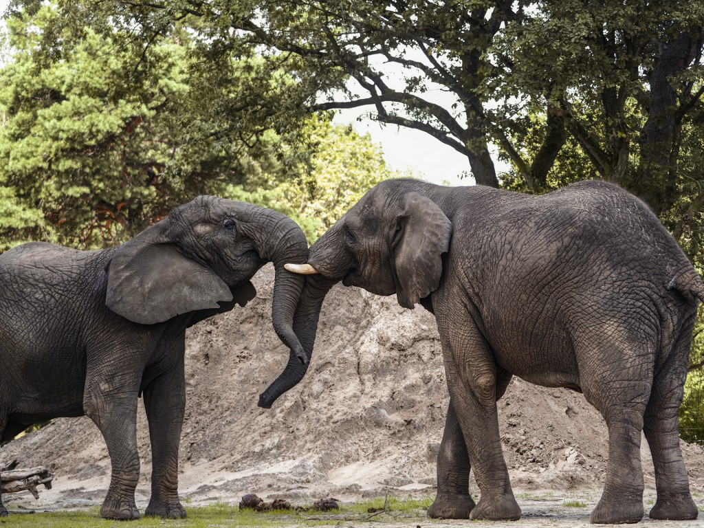 Olifant | Alle informatie | Beekse Bergen