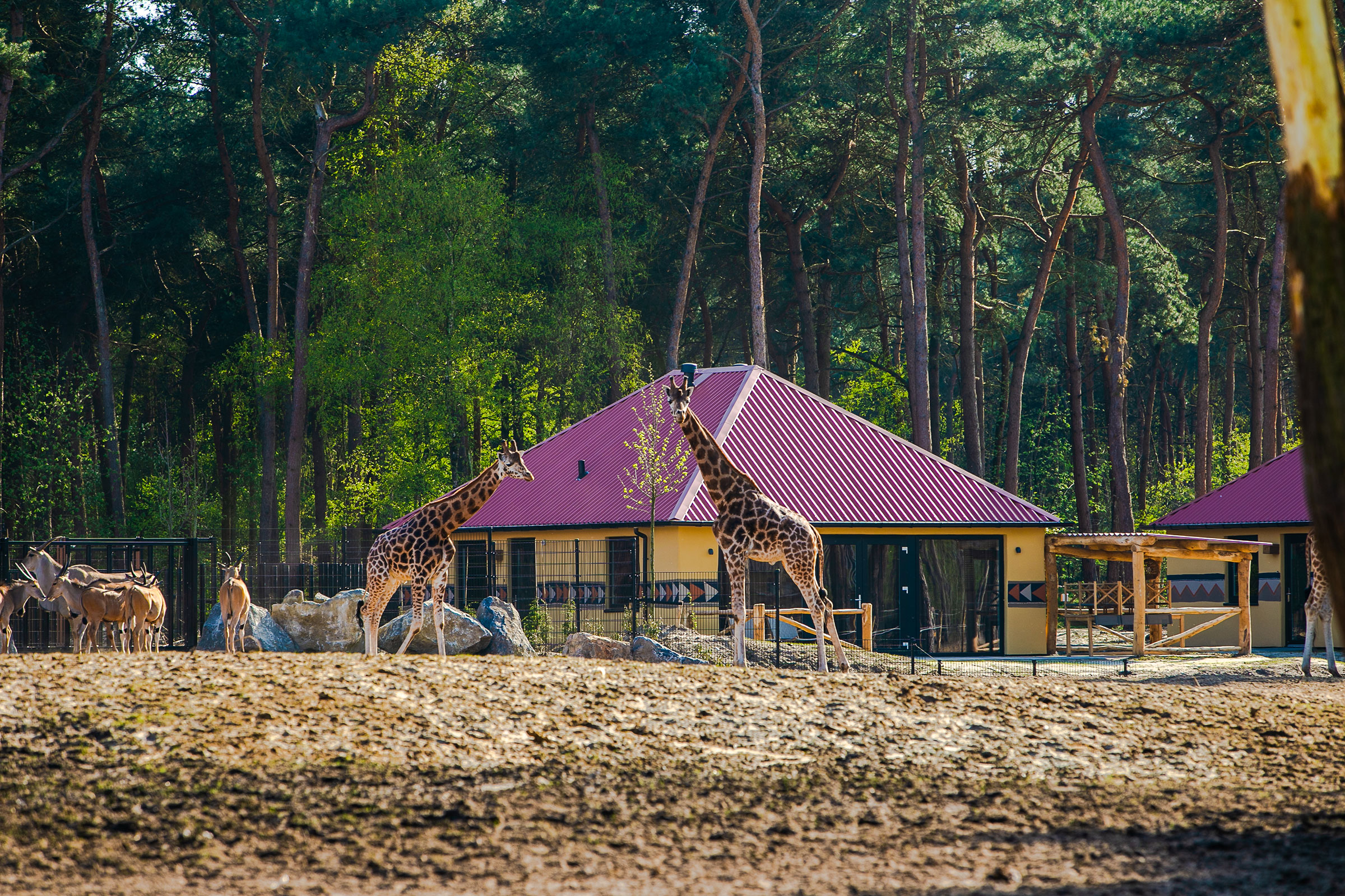 Overnachten Op Het Safari Resort Beekse Bergen