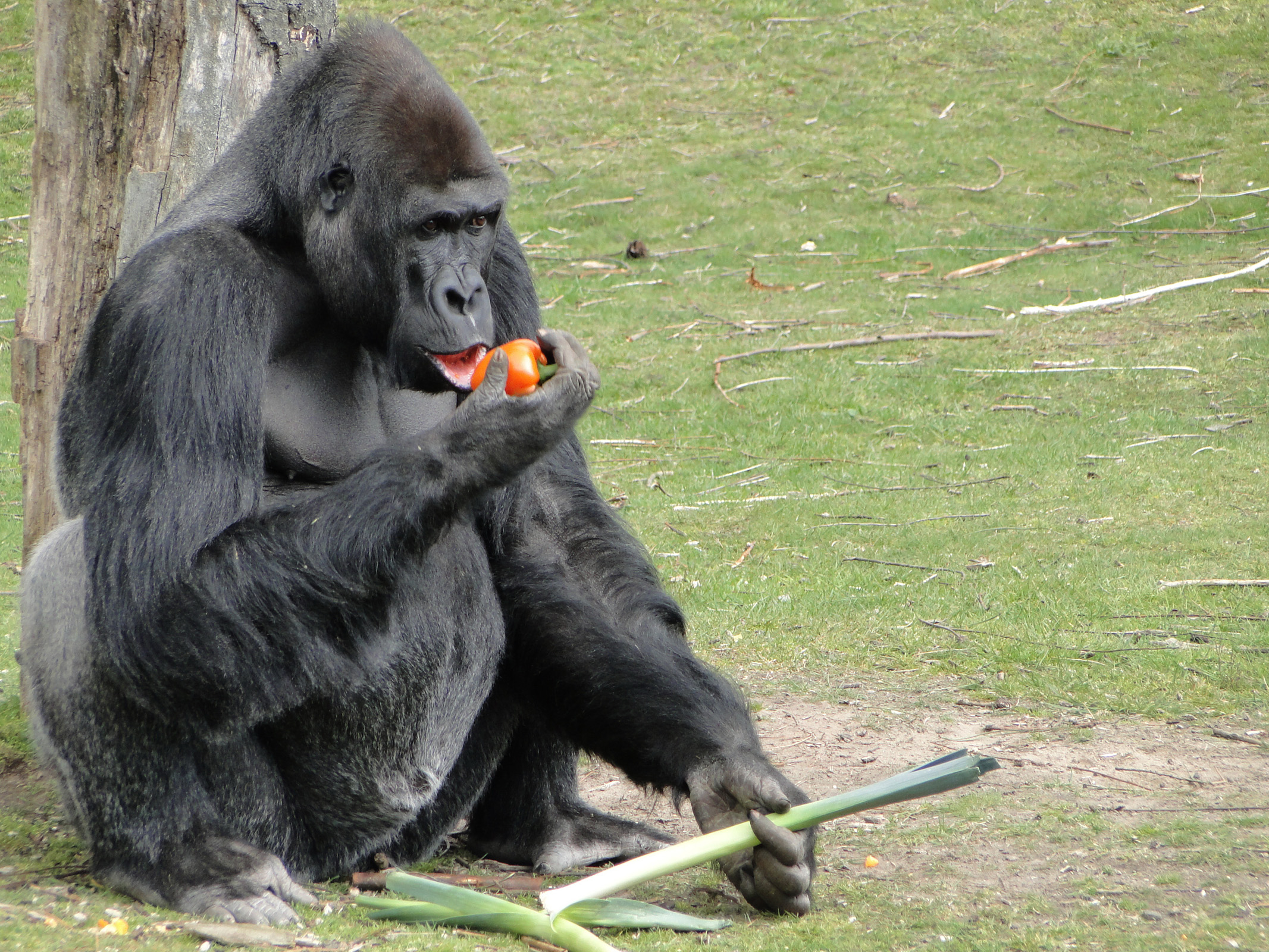 Gorilla | Alle informatie Beekse Bergen