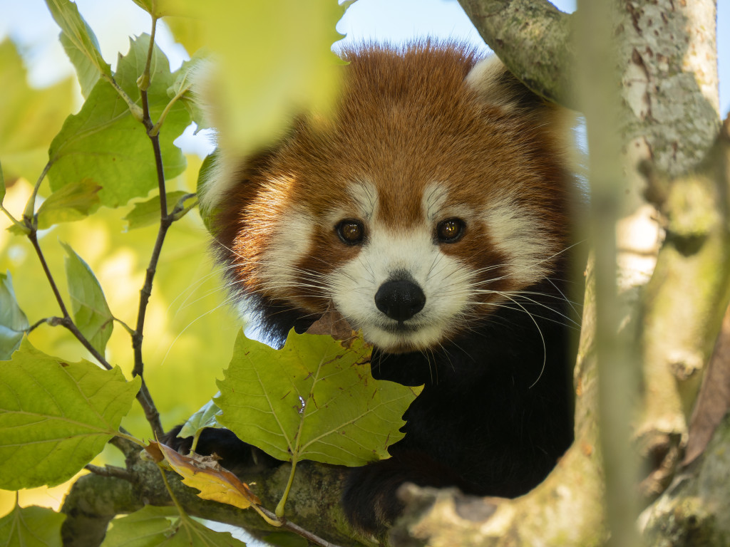 Implicaties Discrepantie Luchten Rode panda | Alle informatie | Beekse Bergen