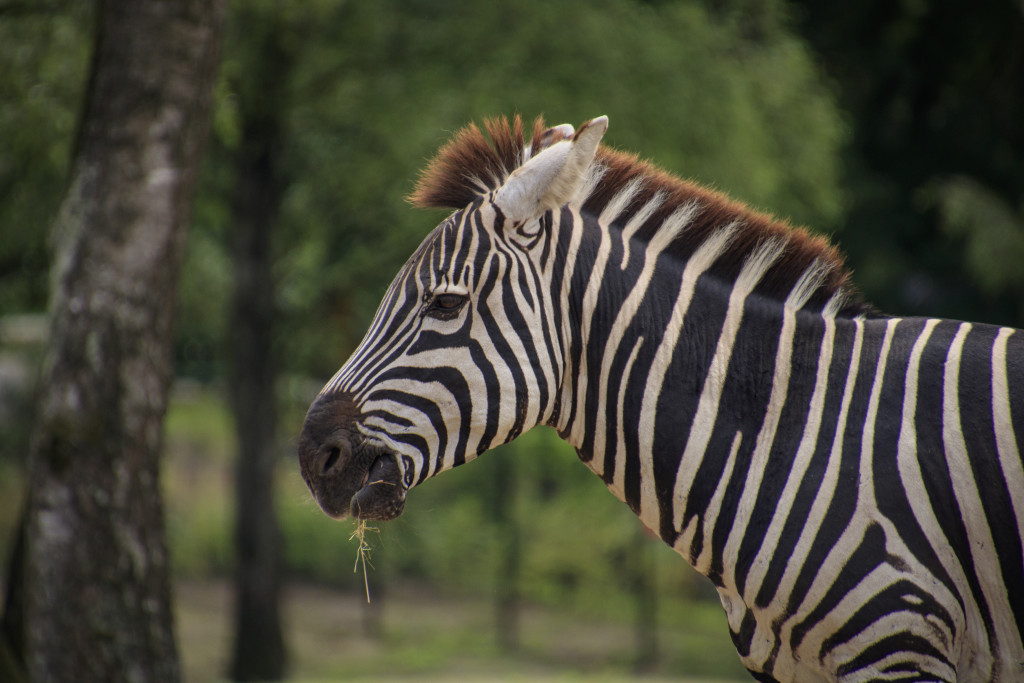 Zebra | informatie | Beekse Bergen