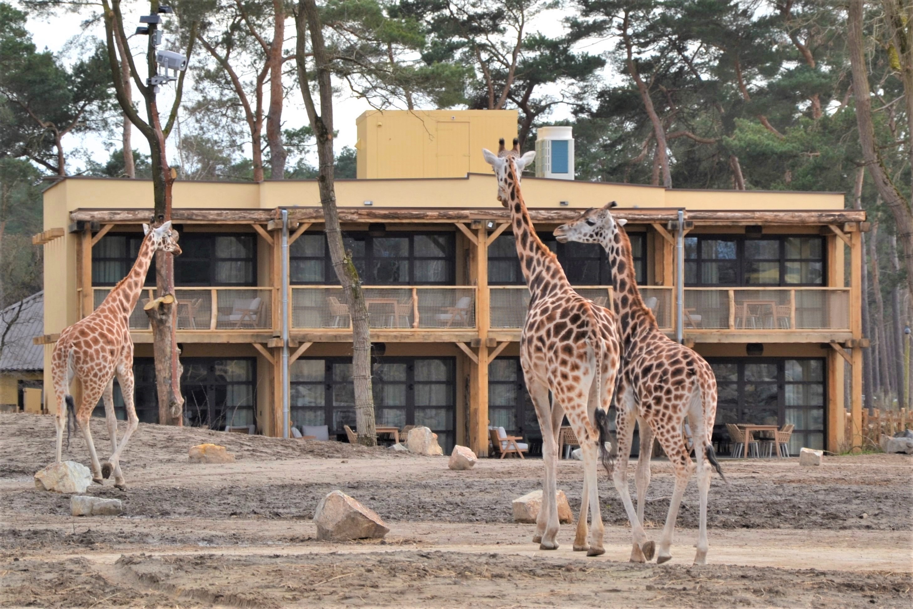 Safari Hotel Beekse Bergen Officieel Geopend Beekse Bergen